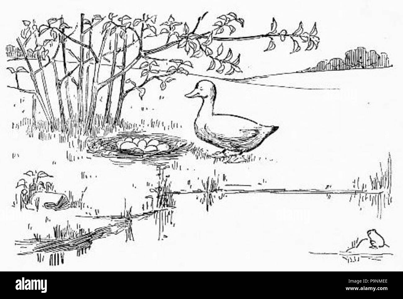 79 Un Canard et son nid Banque D'Images