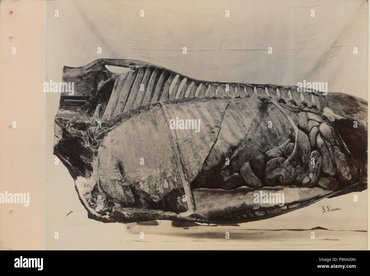 88 Une série de photographies illustrant l'anatomie du cheval et du chien par la méthode de préparations congelées et les articles préparés par S Sisson de Toronto (HS85-10-9846-2) Banque D'Images