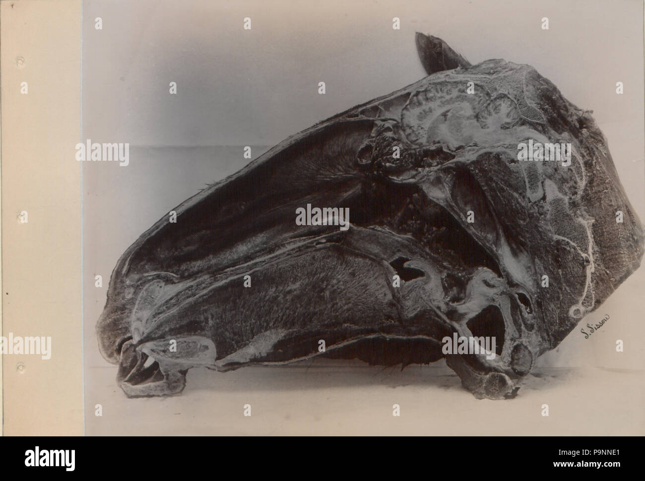 88 Une série de photographies illustrant l'anatomie du cheval et du chien par la méthode de préparations congelées et les articles préparés par S Sisson de Toronto (HS85-10-9846-9) Banque D'Images