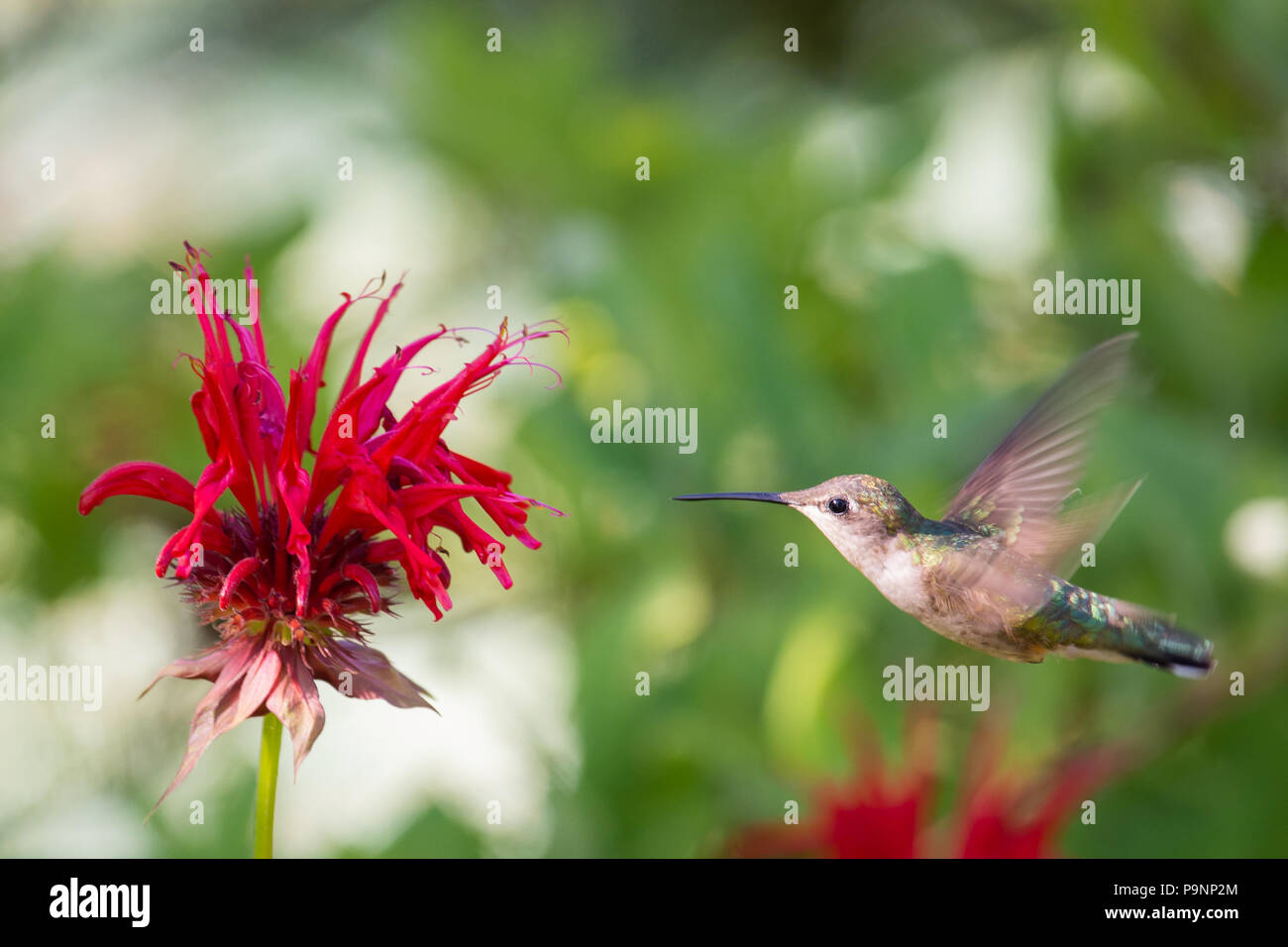 Une femelle colibri à gorge rubis (Archilochus colubris) s'alimenter à monarda monarde ou dans un jardin de spéculateur, NY USA Banque D'Images