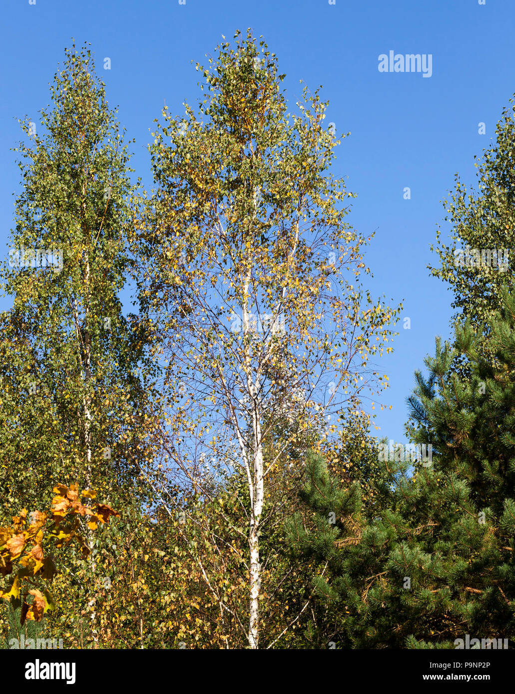 Le jaunissement et la chute des feuilles de bouleau sur le terrain dans la forêt d'automne, close-up photo Banque D'Images