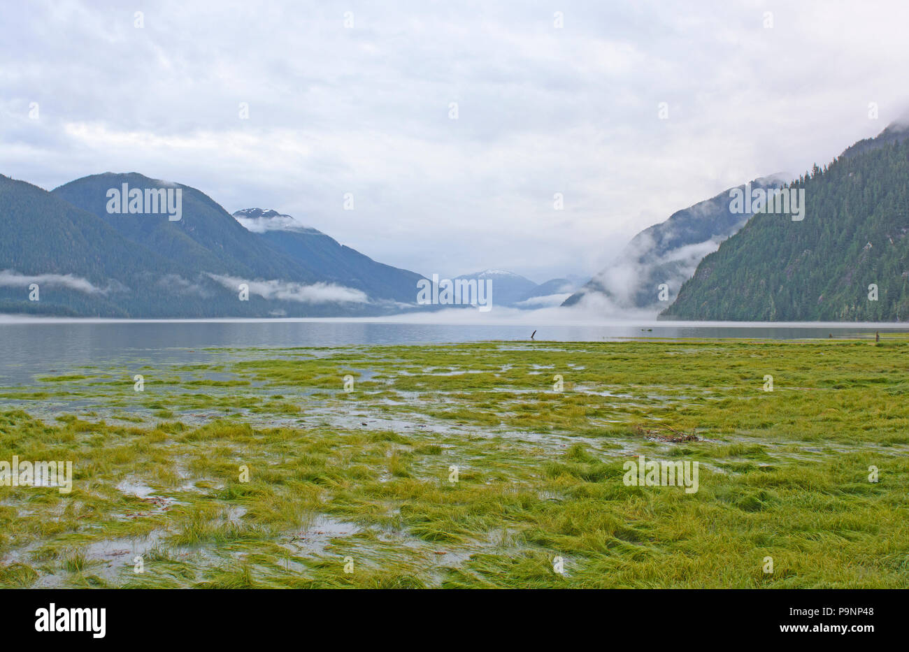 Marée haute dans un fjord brumeux par Hyder, Alaska Banque D'Images