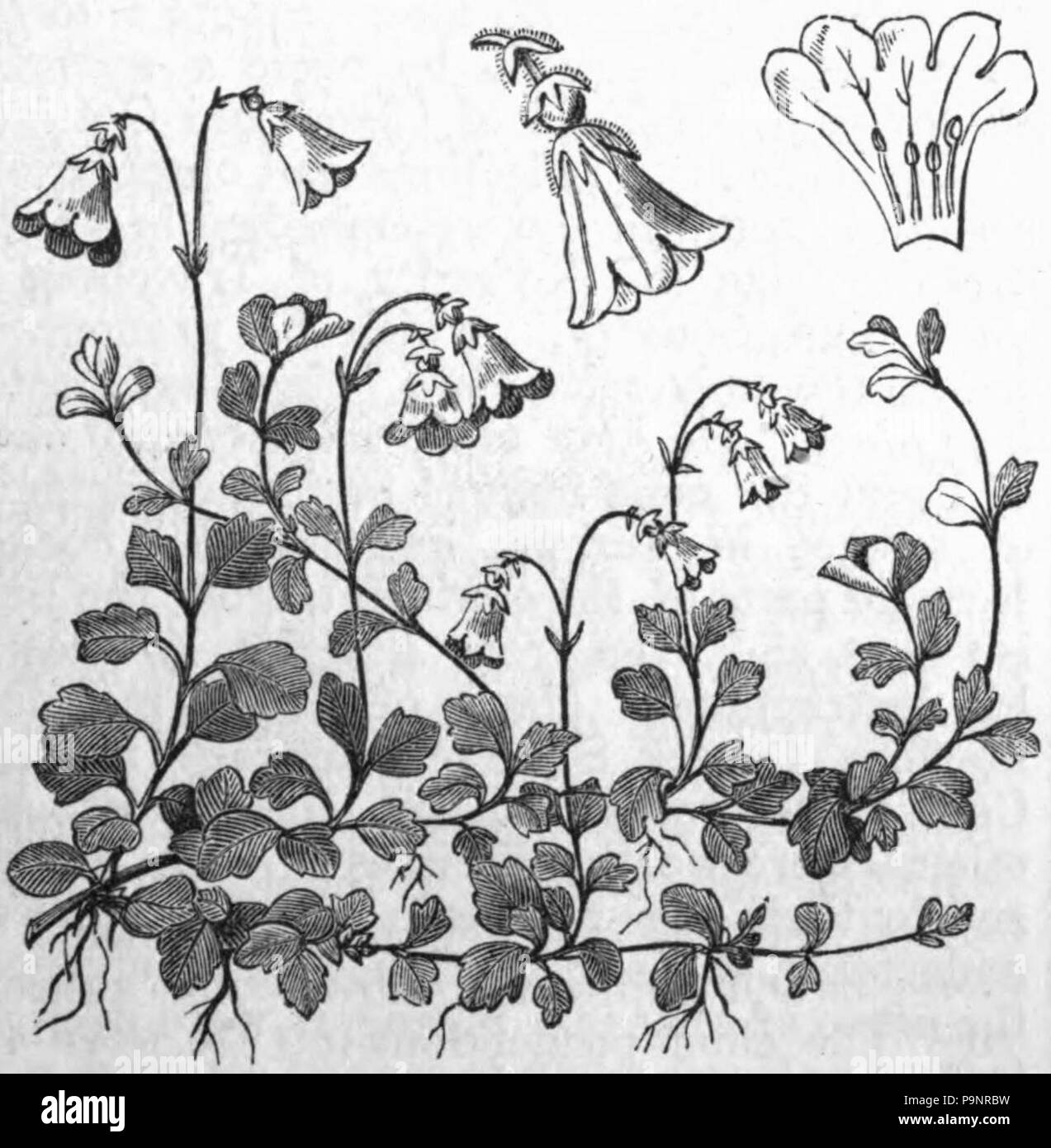 121 1879 AmCyc - Linnaea borealis Linnaea Banque D'Images