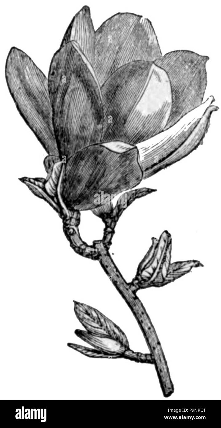 . Dimensions de la fleur, la tige et les feuilles d'un yulan (Magnolia conspicua) . AmCyc 1879 publié 1879 121 - Magnolia Magnolia conspicua Banque D'Images