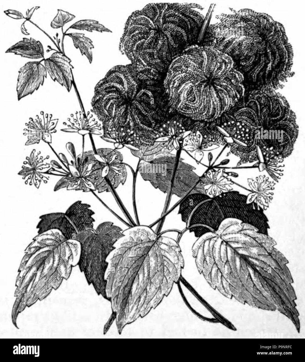 . Dessin de Clematis virginiana . AmCyc 1879 publié 121 Clematis - clématite virginiana Banque D'Images