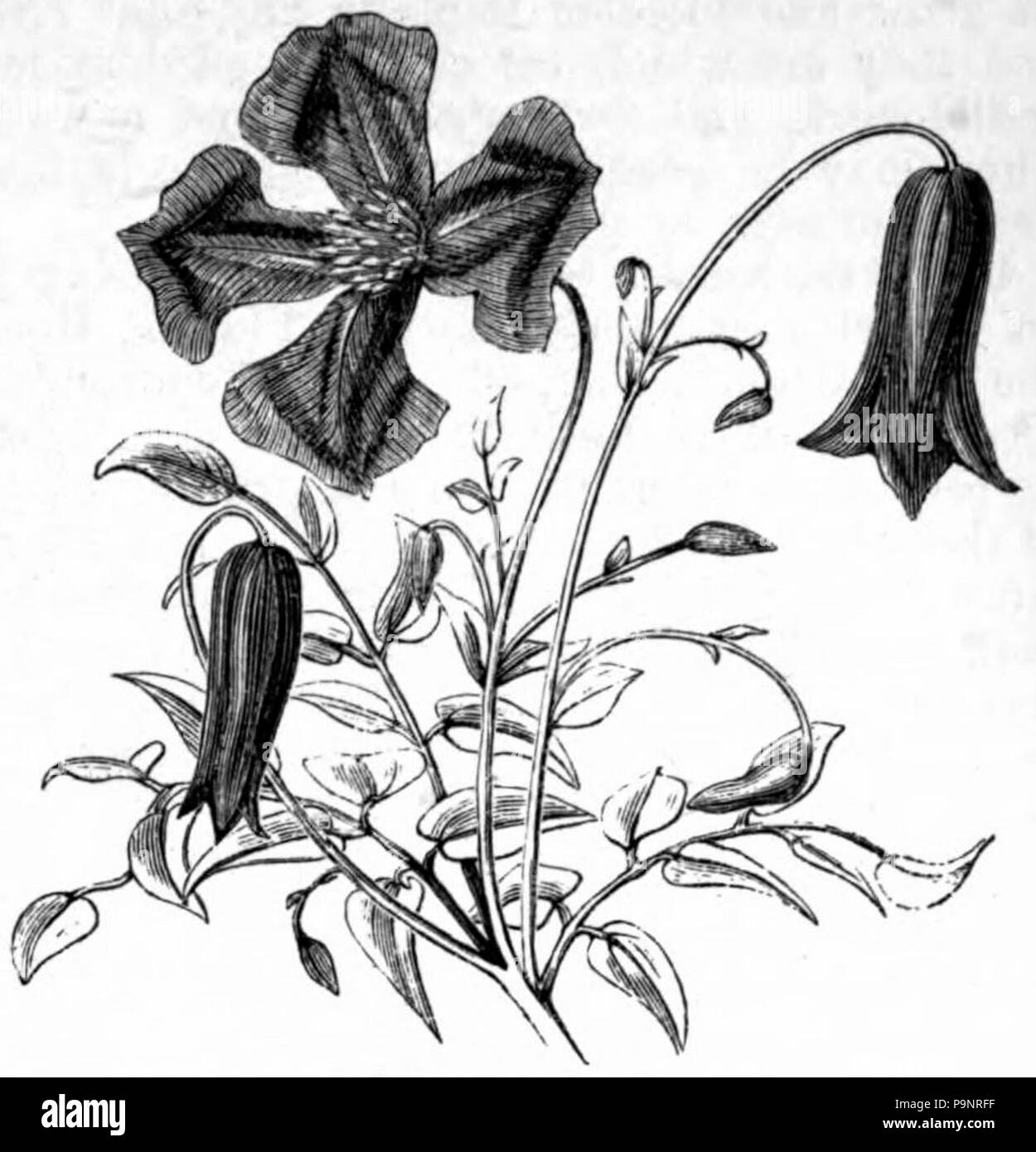 . Clematis viticella de dessin . AmCyc 1879 publié 121 Clematis viticella Clematis - Banque D'Images