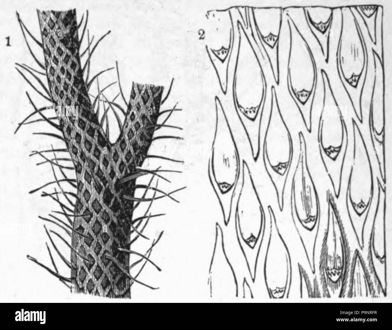 . Anglais : illustration d'une usine de fossiles trouvés dans le charbon : Lepidodendron. publié 1879 AmCyc 121 centrales au charbon - Lepidodendron Banque D'Images