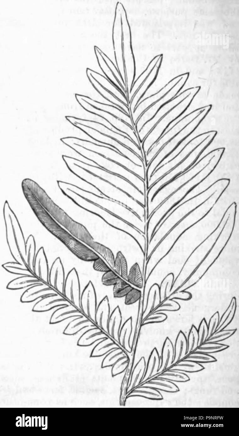 121 AmCyc louchitica - usines de charbon Pecopteris Banque D'Images