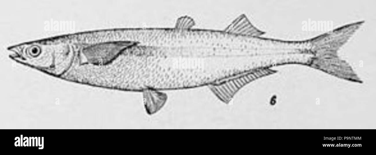164 Atherinopsis californiensis Banque D'Images