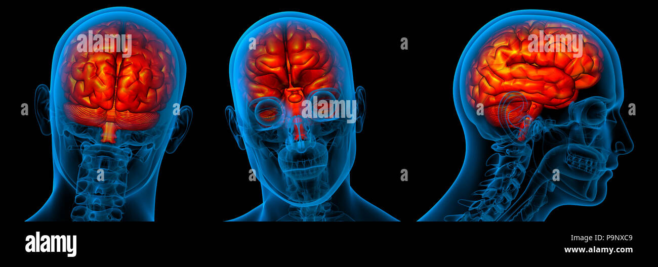Le rendu 3d illustration médicale du cerveau 3d Banque D'Images