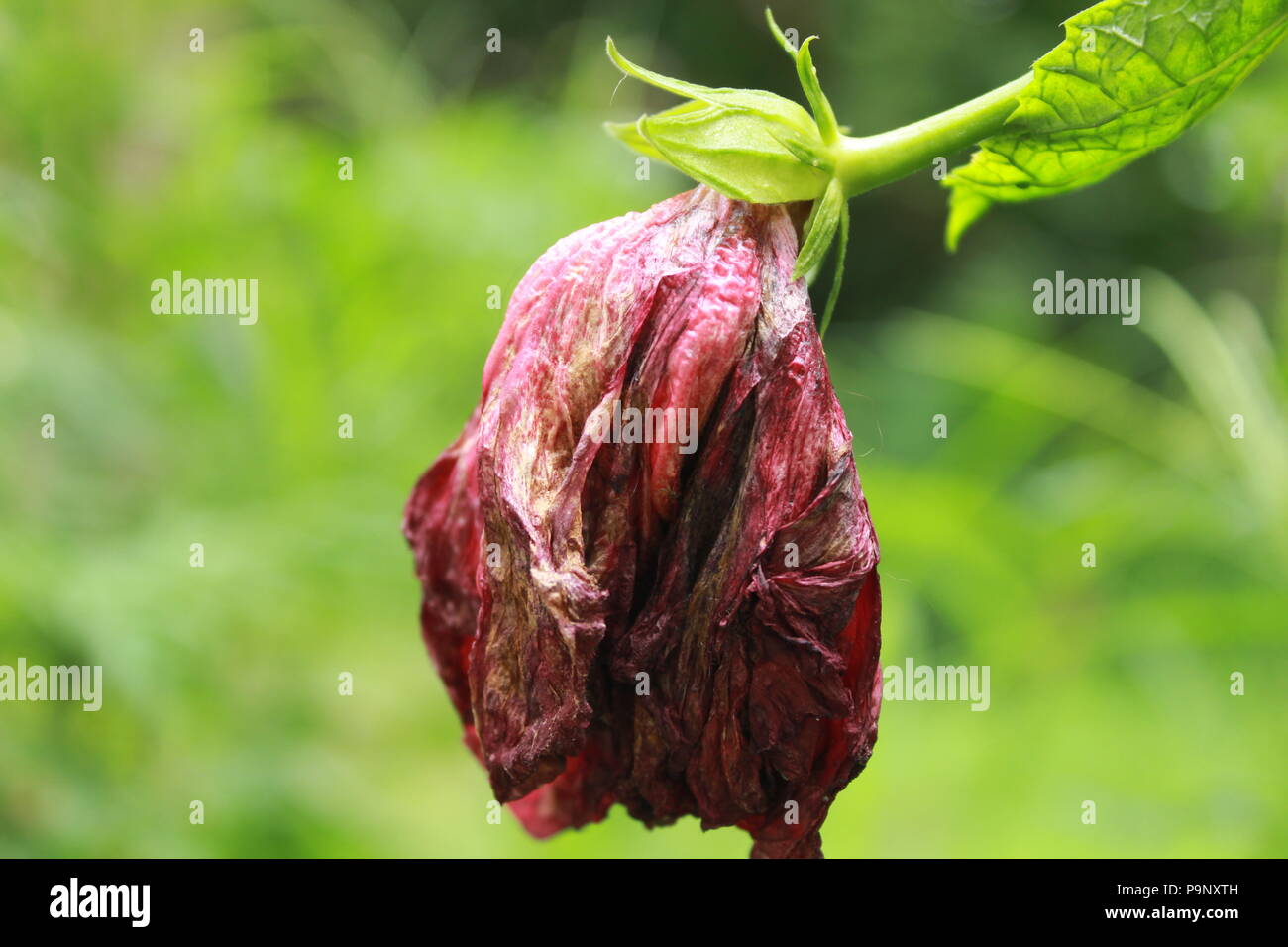 Se Fanent Fleur Fleur Fanée Banque Dimages Photo Stock