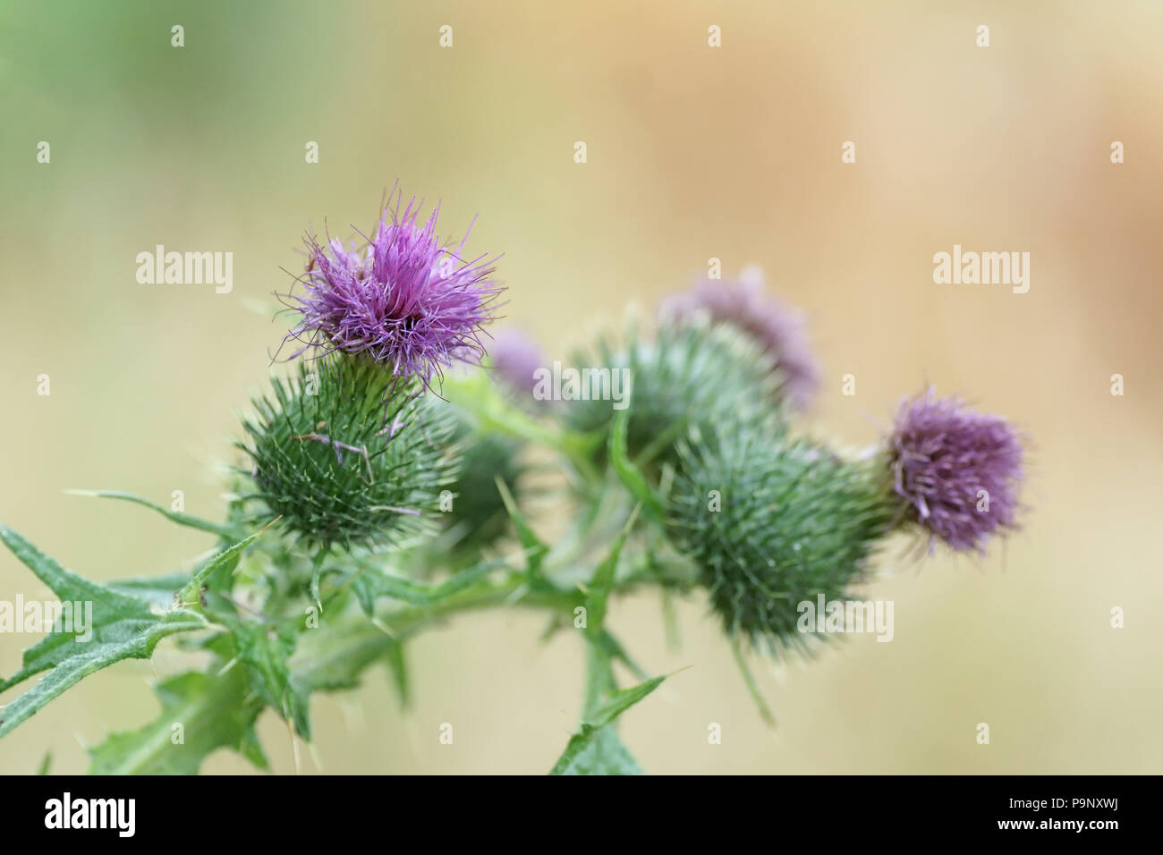 Cirsium vulgare (Spear Thistle) Banque D'Images