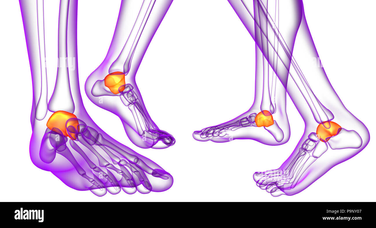 Le rendu 3d illustration de la malléole os Banque D'Images