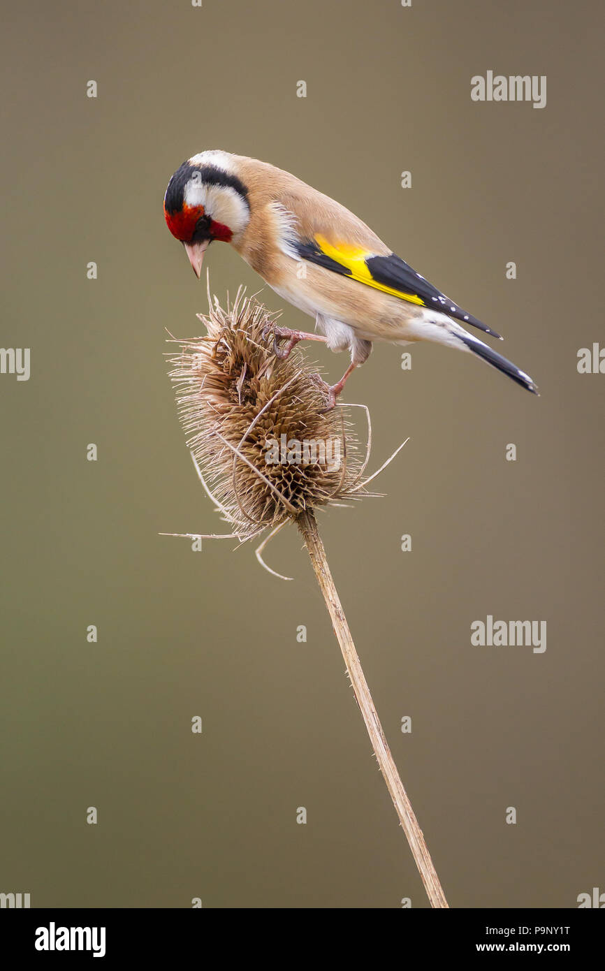 Goldfinch adulte se nourrissant sur une tête de thé Banque D'Images