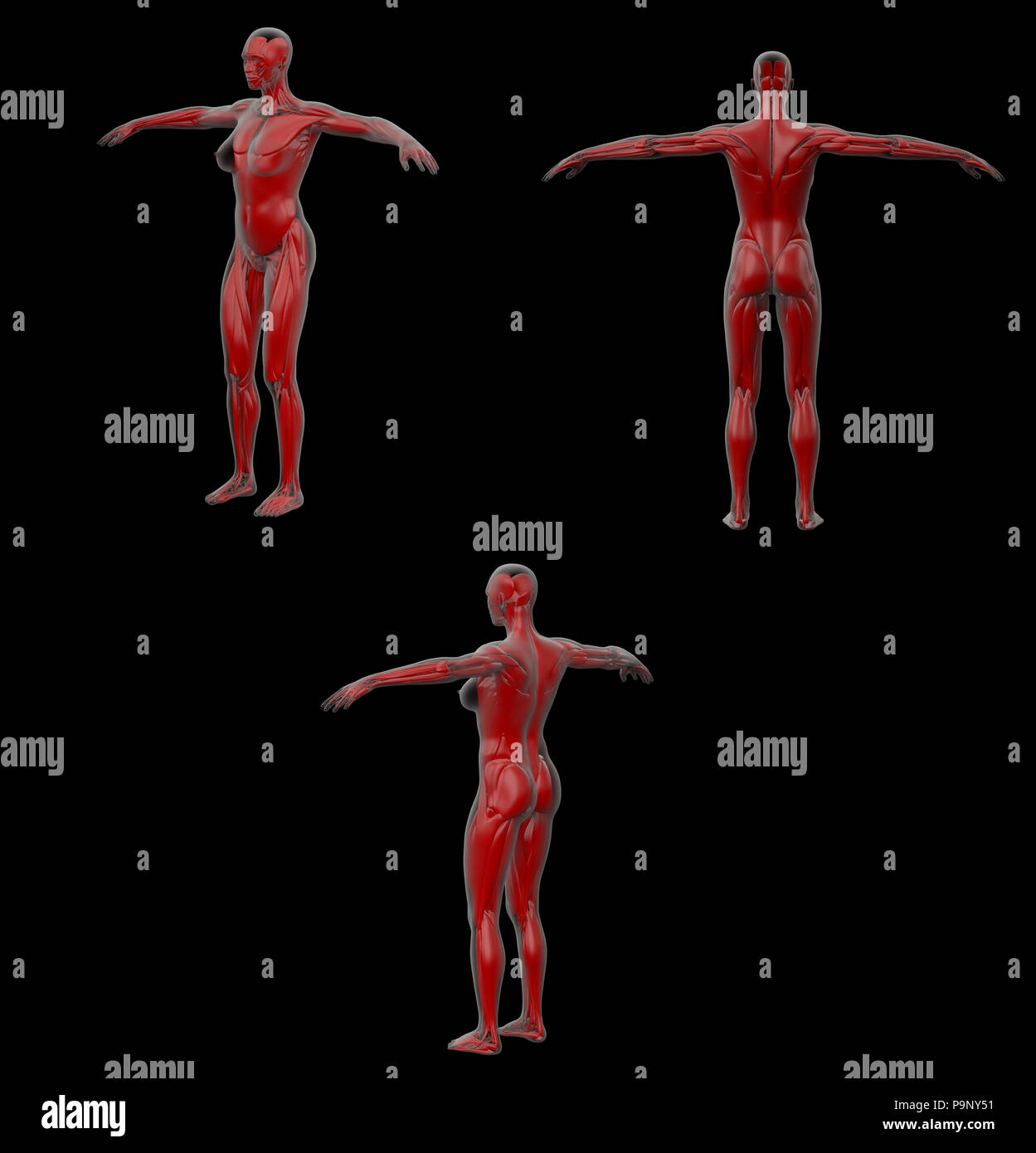Le rendu 3d illustration du muscle Banque D'Images