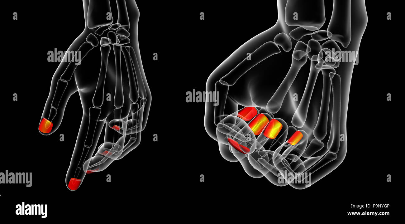 Le rendu 3d illustration de l'anatomie de l'ongle Banque D'Images