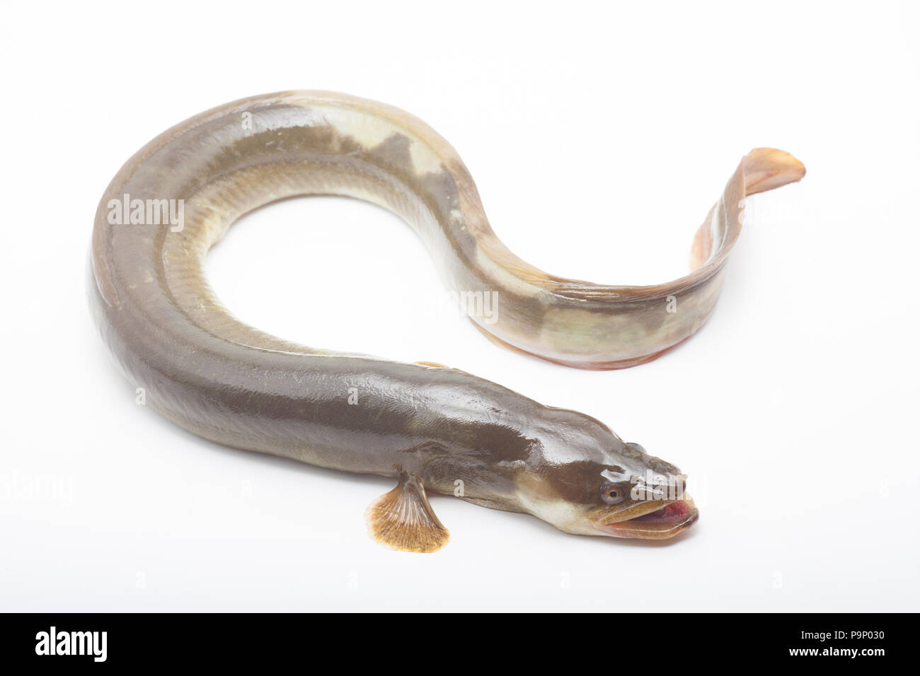 Une anguille d'eau douce, Anguilla anguilla, sur un fond blanc. Anguille d'eau douce des populations dans le Royaume-Uni ont chuté de façon spectaculaire. Dorset England UK GO Banque D'Images