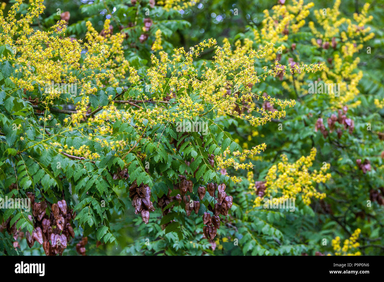 Koelreuteria paniculata 'apiculata', arbre de pluie d'or, fleurs jaunes et graines de fruits Banque D'Images