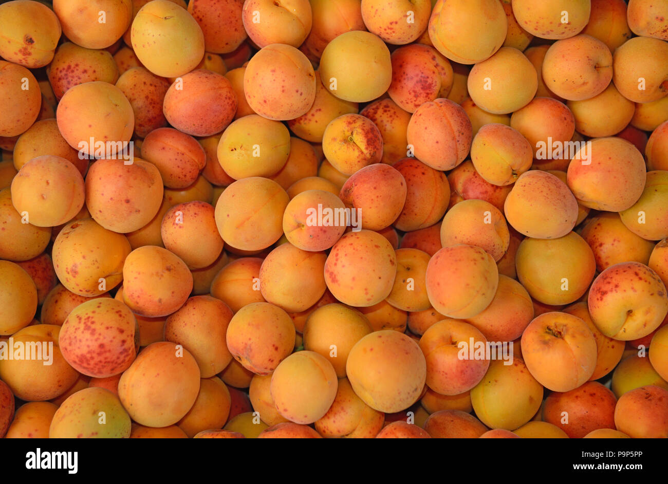 Couche épaisse de nombreux fruits abricot orange vif comme couleur de fond naturel. Banque D'Images
