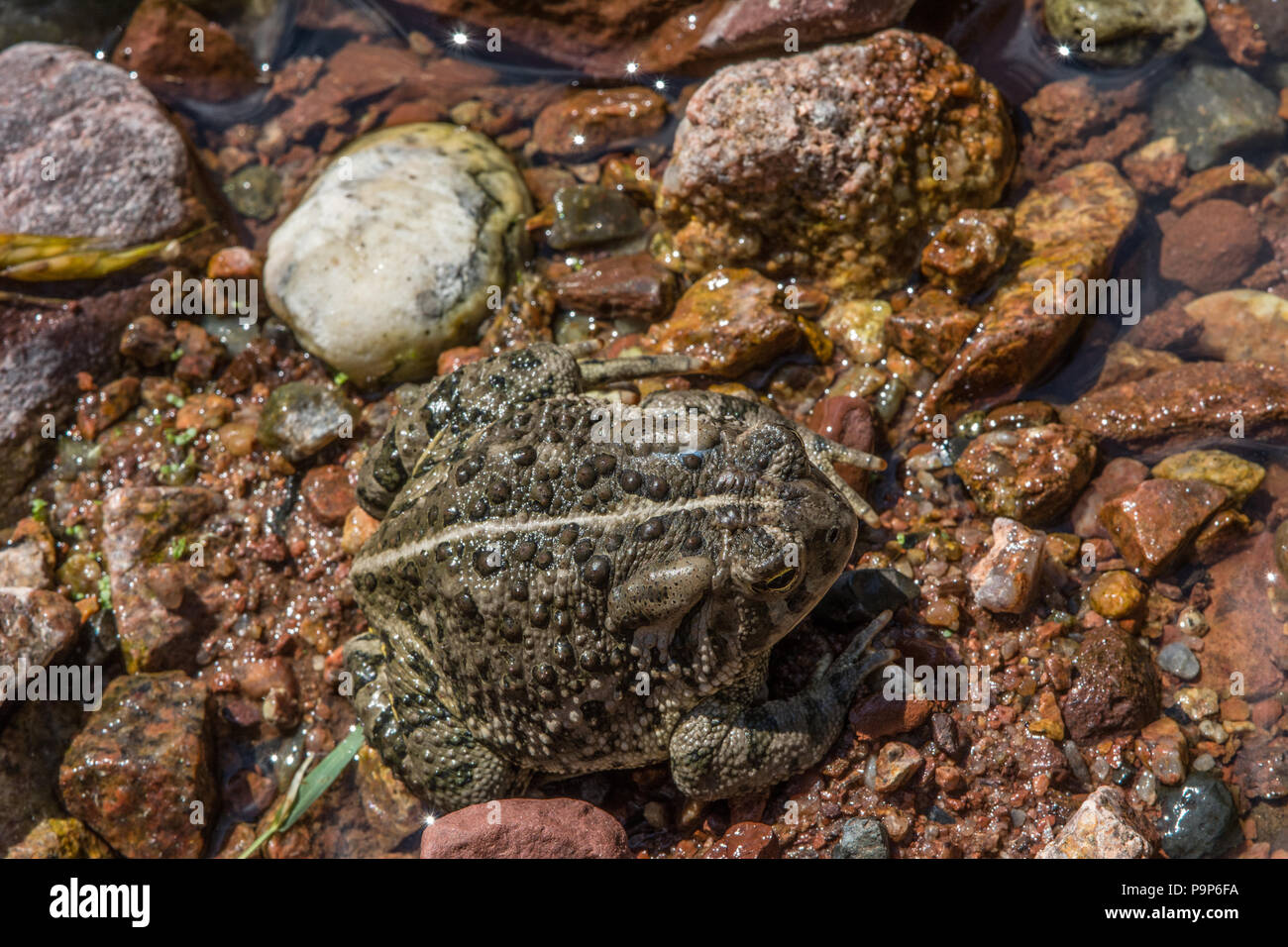 Le Crapaud de Woodhouse (Anaxyrus woodhousii) du comté de Jefferson, Colorado, USA. Banque D'Images