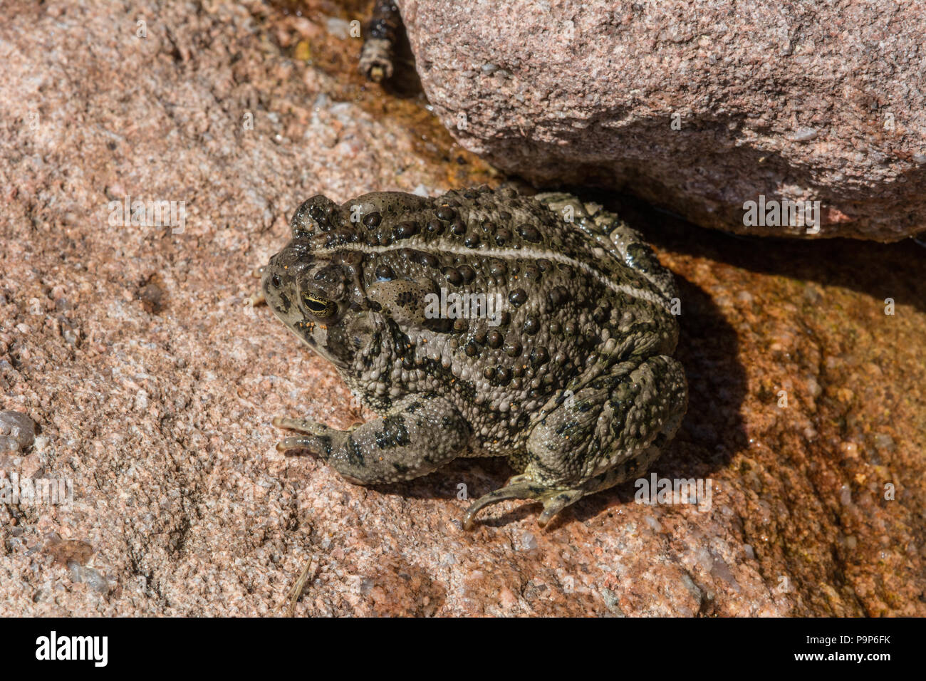 Le Crapaud de Woodhouse (Anaxyrus woodhousii) du comté de Jefferson, Colorado, USA. Banque D'Images