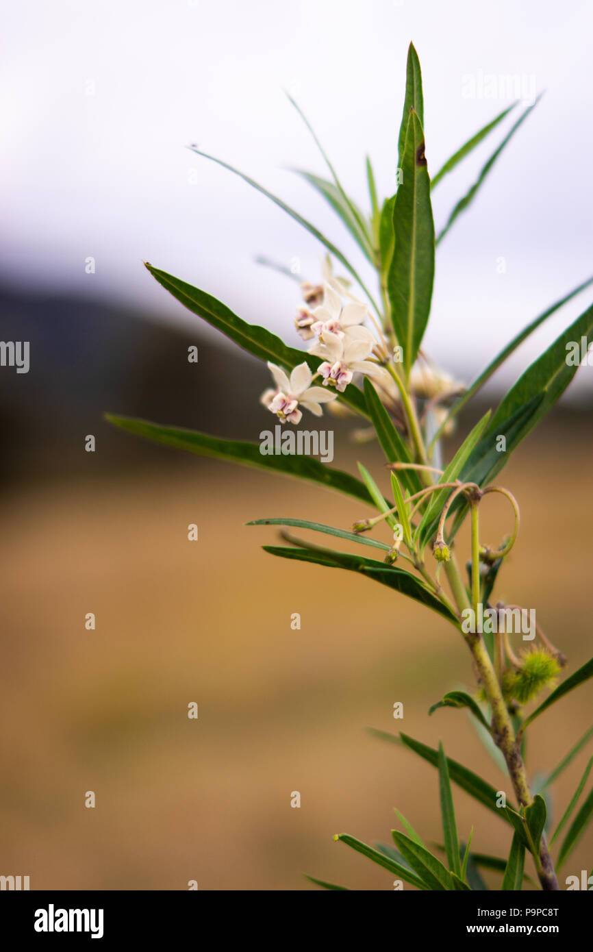 Herbe de lait Banque D'Images