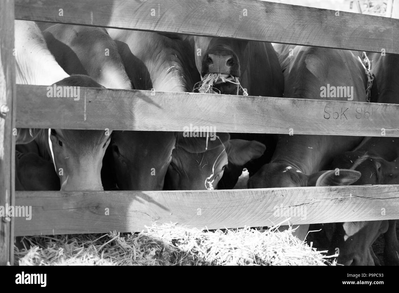 6 Doublure de bovins jusqu'à avoir un flux de Lucerne Banque D'Images