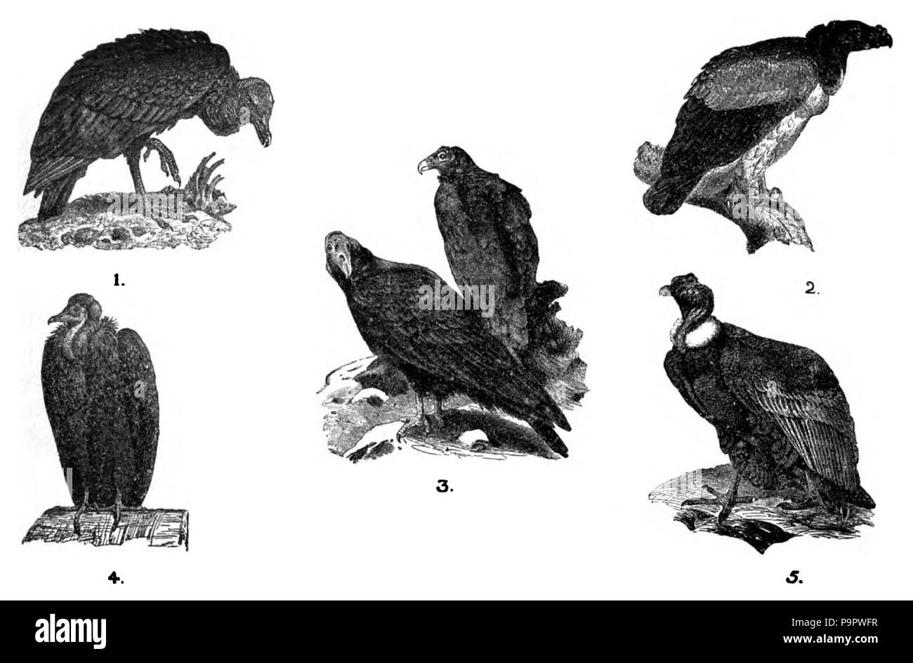 . Anglais : graphique avec des dessins de cinq oiseaux de proie. publié 1920 124 Americana 1920 oiseaux - Oiseaux de proie Banque D'Images
