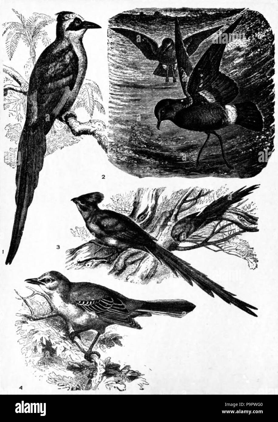124 Americana Oiseaux 1920 Banque D'Images