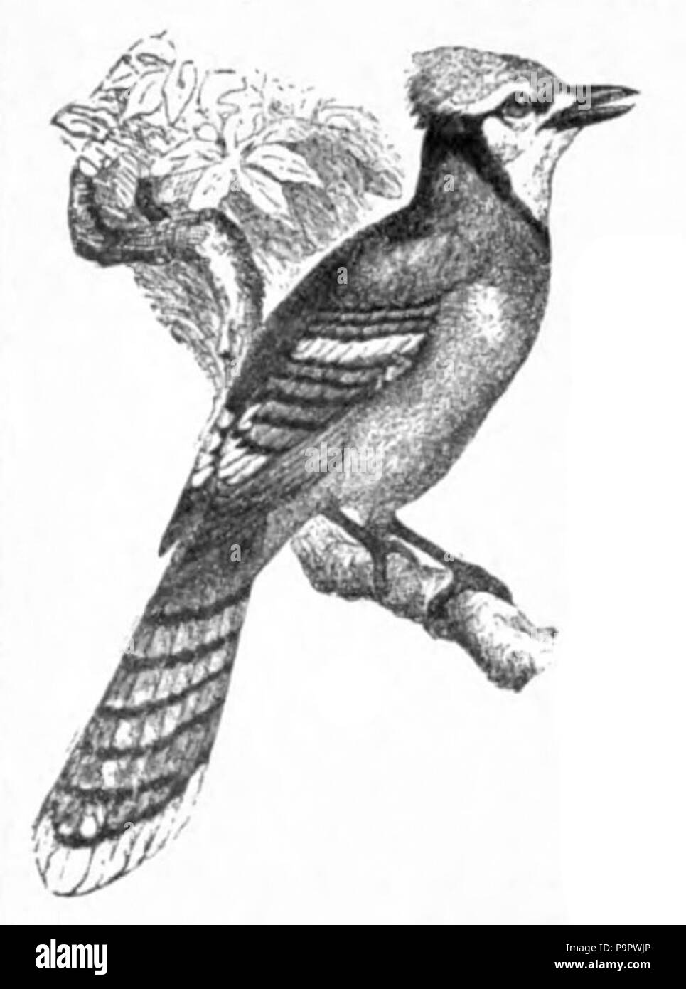 124 Americana 1920 - American Jays Bluejay Banque D'Images