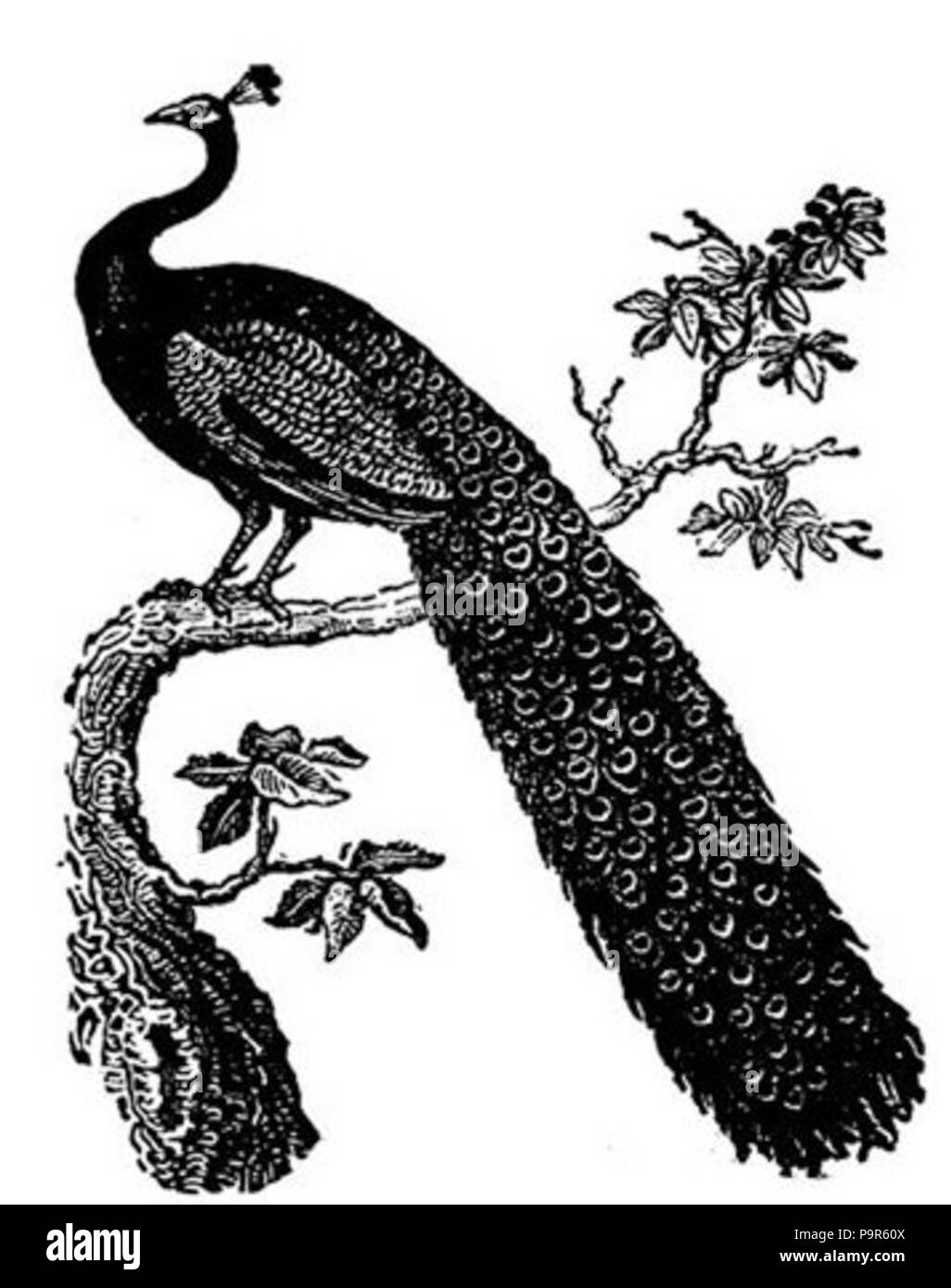 Noir et Blanc 208 Peacock Banque D'Images