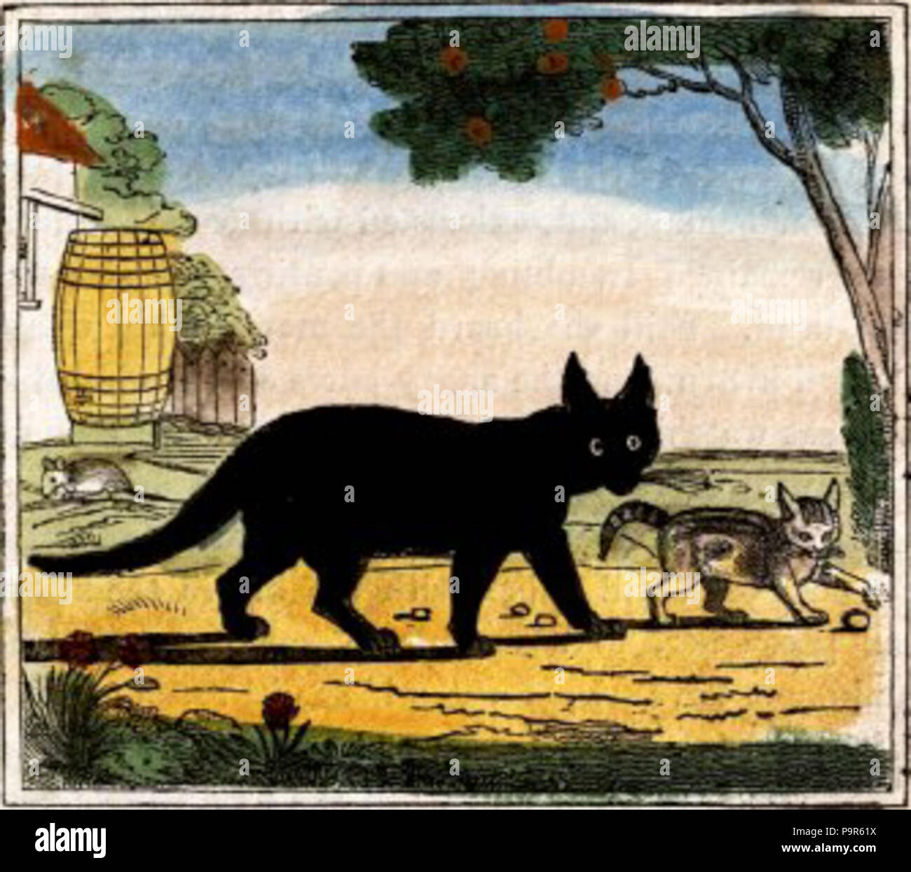 209 Noir chat chaton et dimensions Banque D'Images