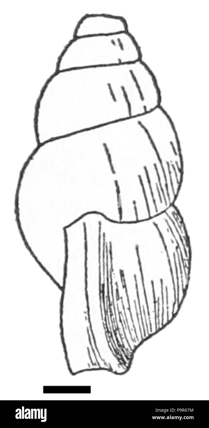 210 Blanfordia japonica shell 2 Banque D'Images