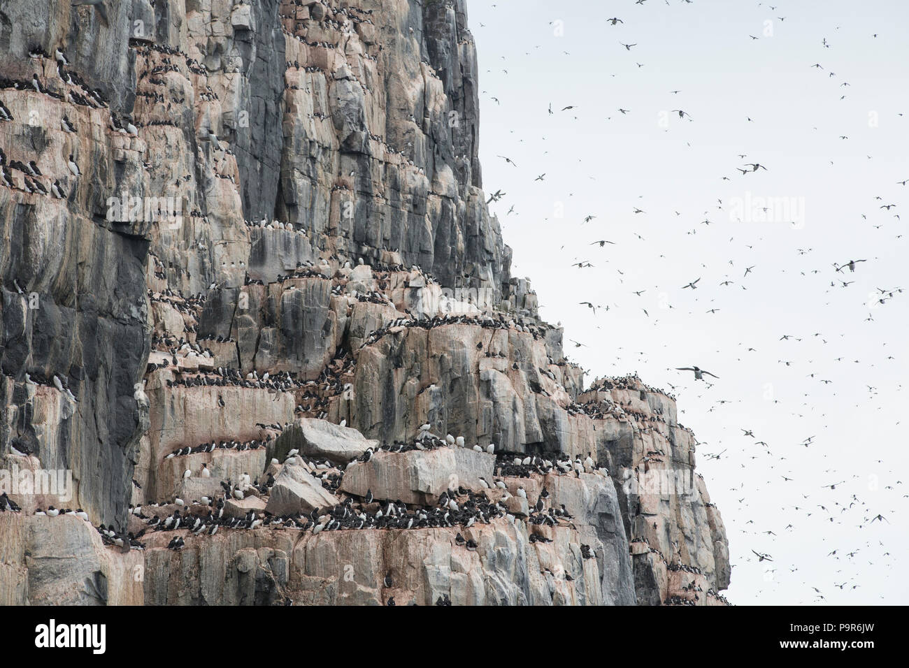 Falaises d'oiseaux de l'Arctique bondé à Alkefjellet, France avec un touriste Zodiac Banque D'Images