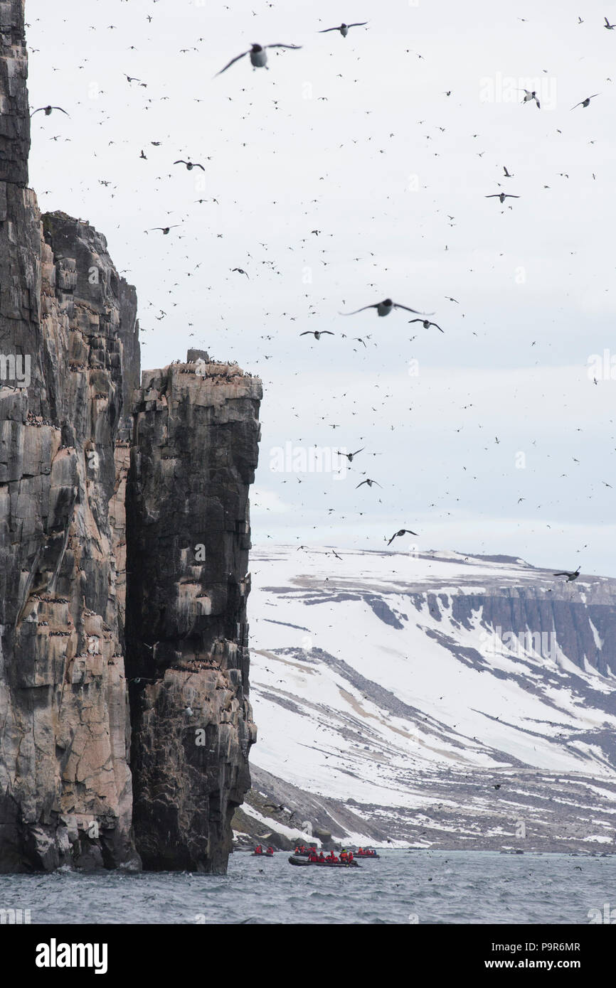 Falaises d'oiseaux de l'Arctique bondé à Alkefjellet, France Banque D'Images