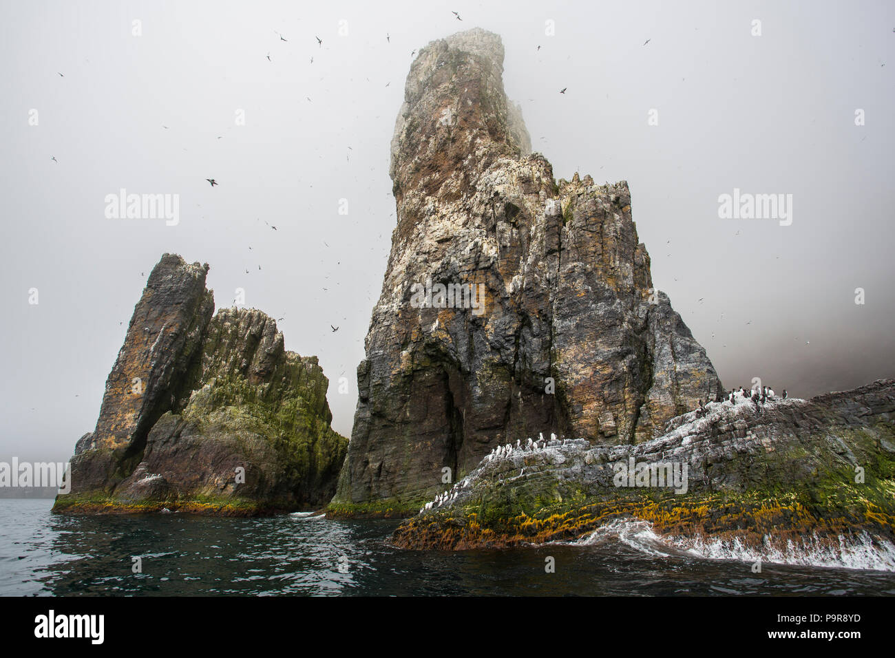 Falaises d'oiseaux de l'île Bear (Bjørnøya), France Banque D'Images