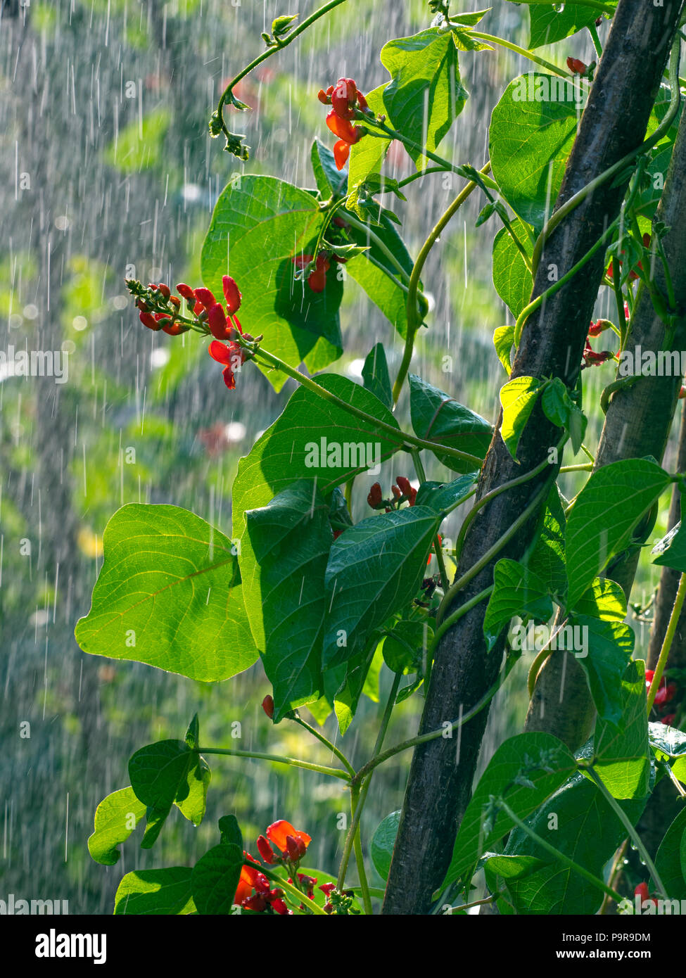 Haricot rouge fleurs "Scarlet Emperor' dans la pluie douche in vegetable garden Banque D'Images