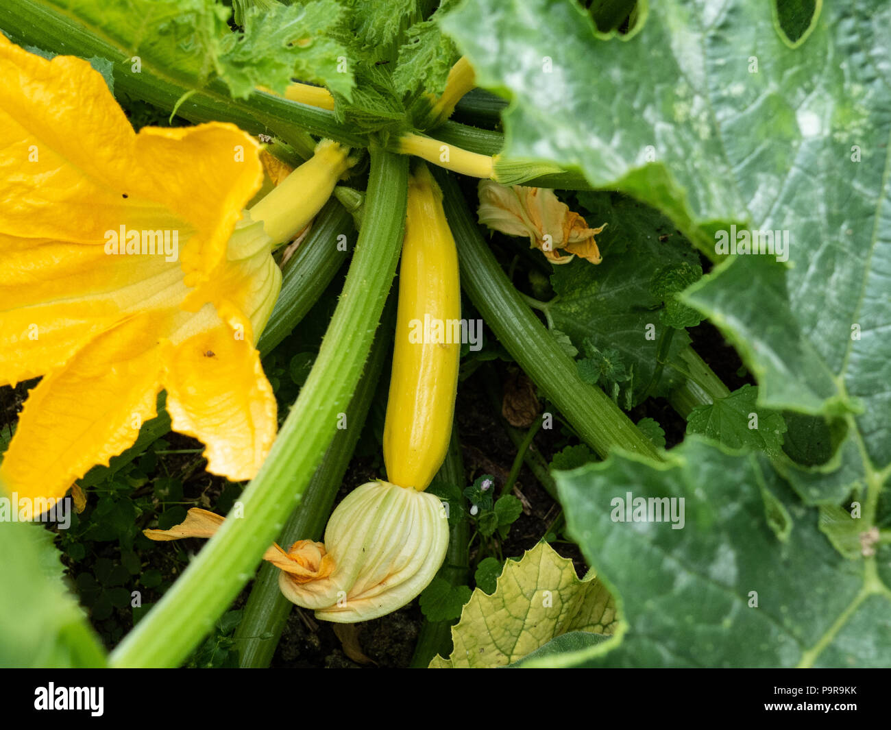 Un gros plan du centre d'un plant de courgette Atena Polka Banque D'Images