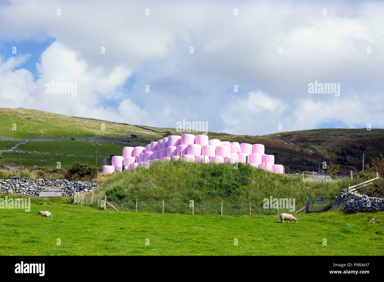 Enveloppé rose hay bales in Wales UK Banque D'Images