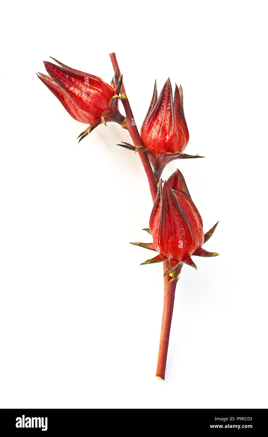 Hibiscus sabdariffa ou fruits de la roselle Banque D'Images