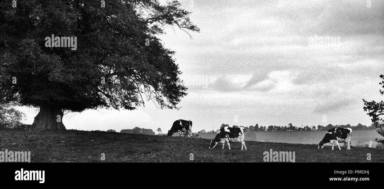 Paysages, fleurs et animaux sauvages Banque D'Images