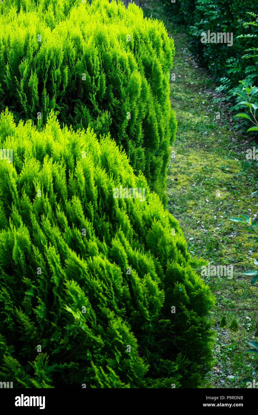 Arbustes vert dans le jardin derrière l'Hostal El Forn de Beget, Pyrénées, la Catalogne, Espagne Banque D'Images