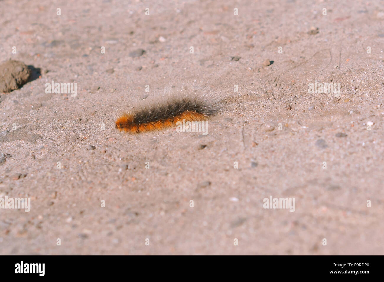 Fluffy la chenille dans le sable, la chenille du papillon sur le terrain Banque D'Images