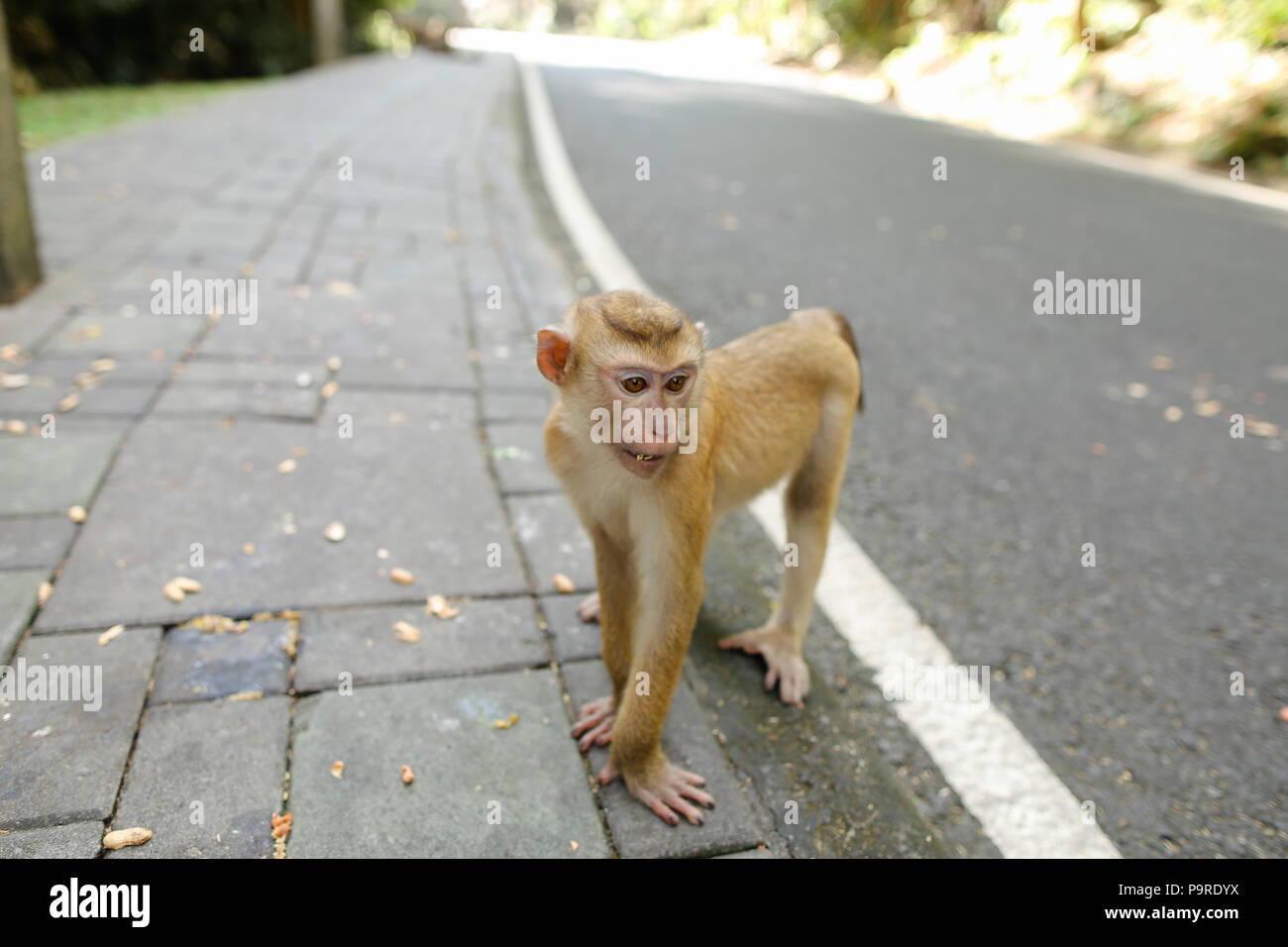 Singe mignon marche sur route en Inde. Banque D'Images