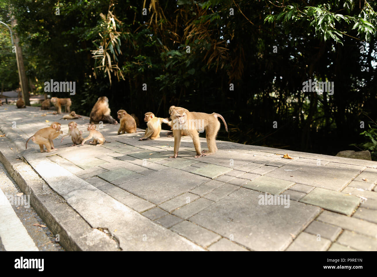 Cute monkey family walking on road en Thaïlande. Banque D'Images