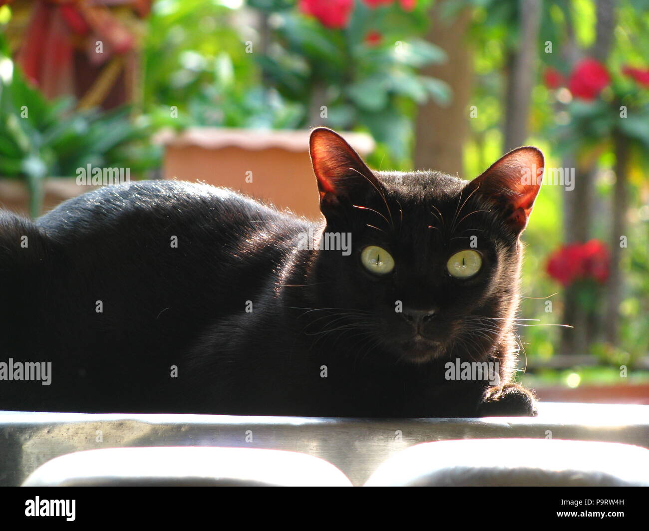 Close Up Du Beau Thai Chat Noir Dans Le Village Local Photo Stock Alamy