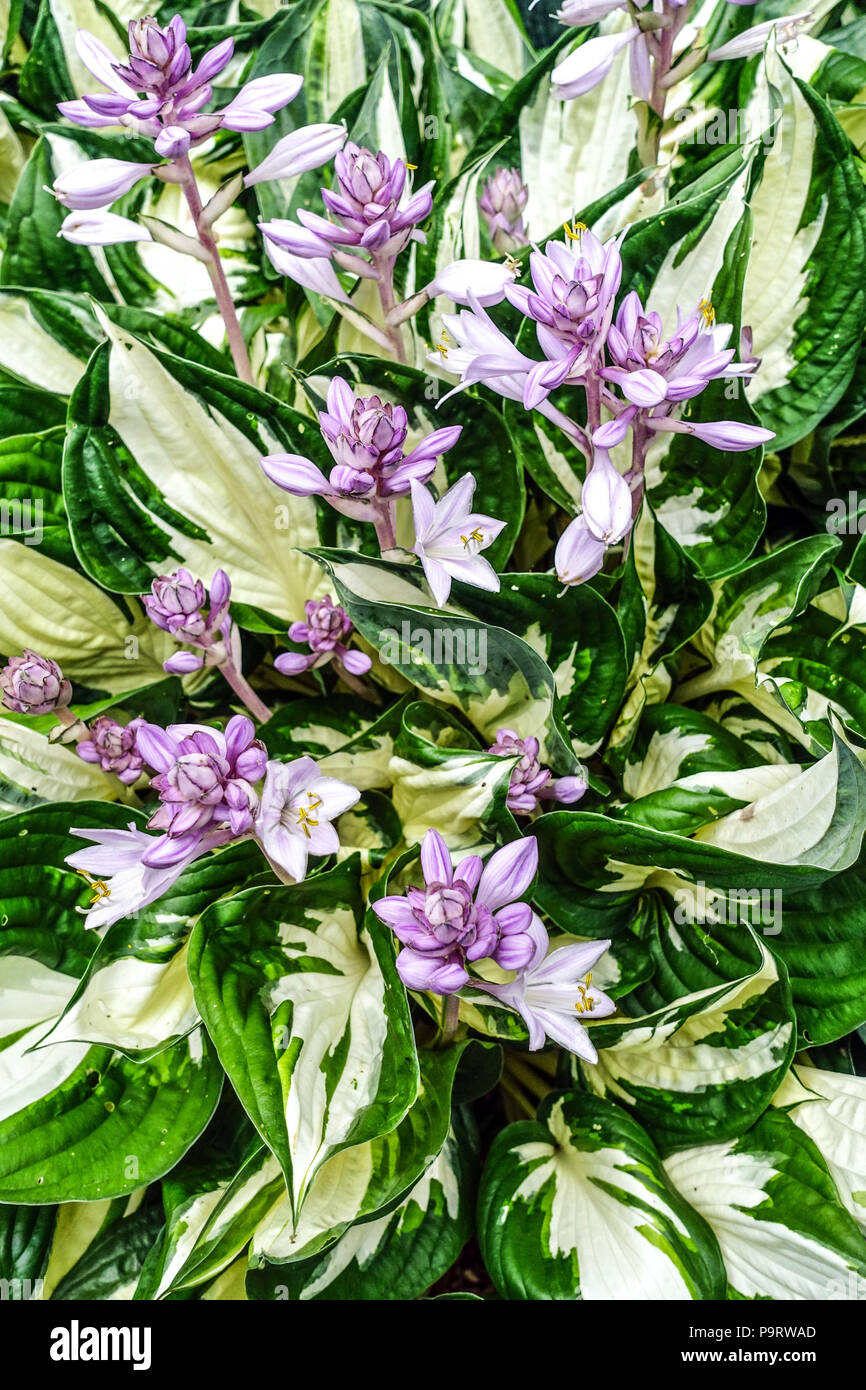 HostA 'Fire and Ice' feuilles de Hosta variées, fleurs roses Banque D'Images