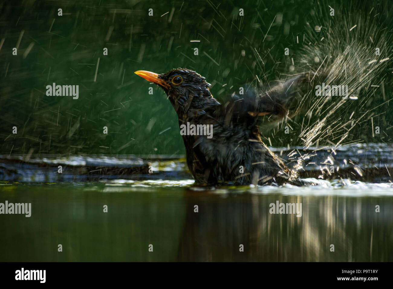 Eurasian Blackbird - Turdus merula merle noir, de jardins et de forêts. Européenne Banque D'Images