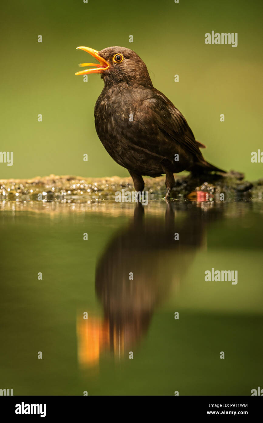 Eurasian Blackbird - Turdus merula merle noir, de jardins et de forêts. Européenne Banque D'Images