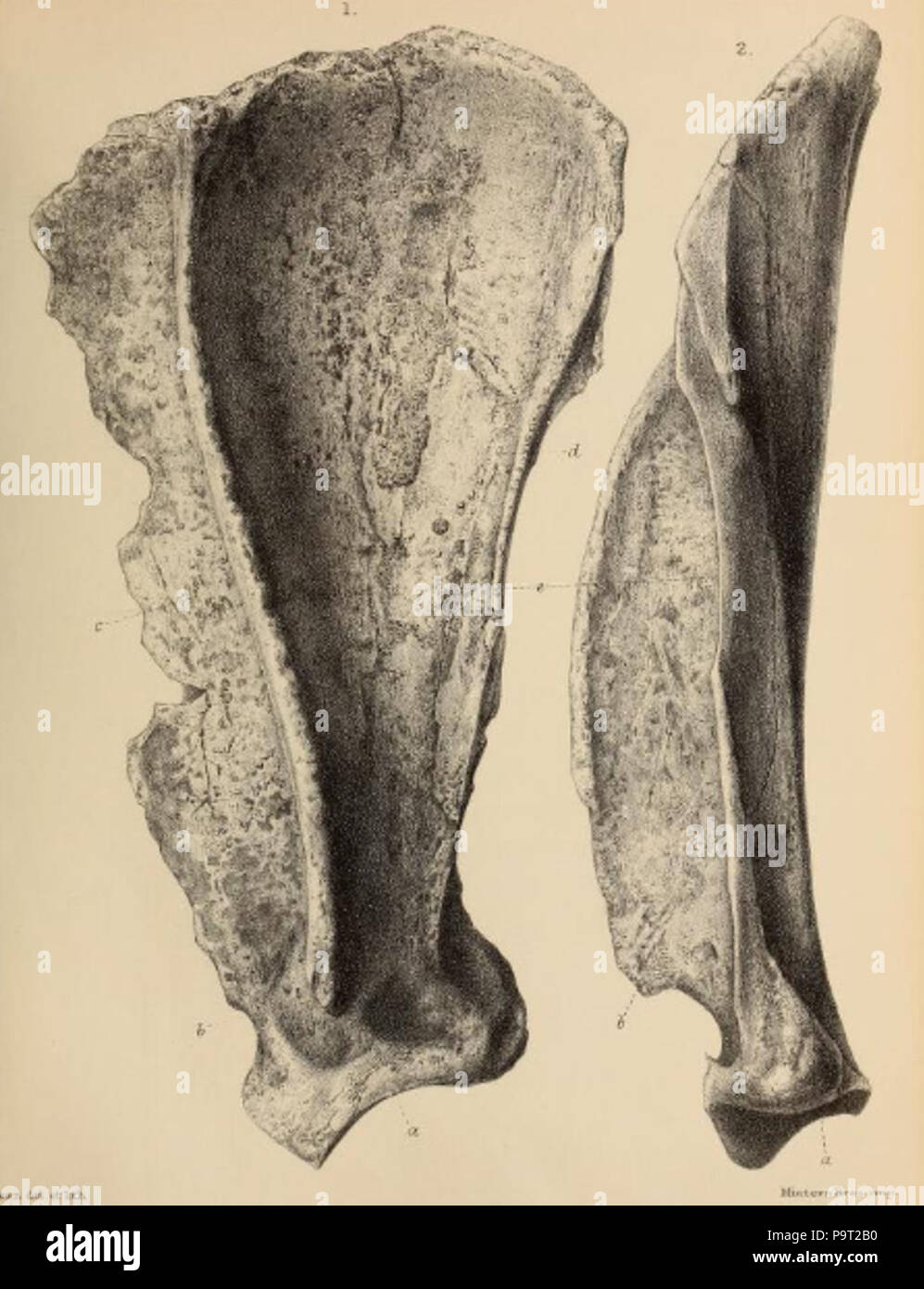 248 du Pléistocène britannique Mammalia (1866) Grotte Hyène Scapula Banque D'Images